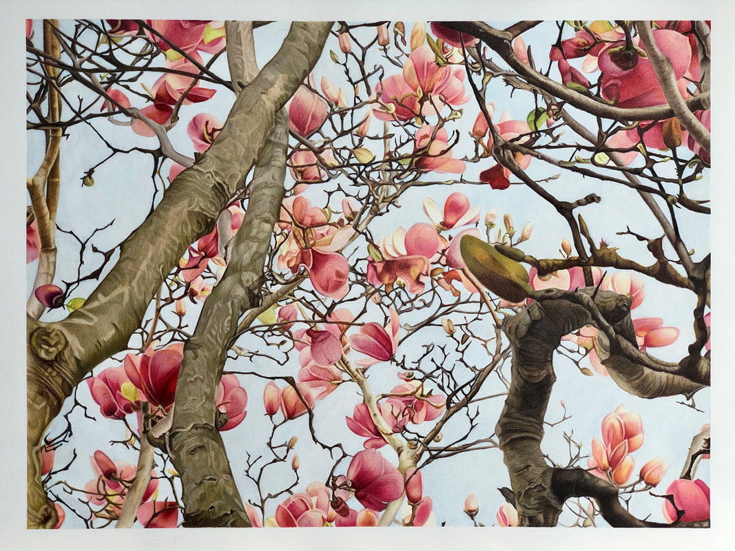 Botanical flowering magnolia tree 