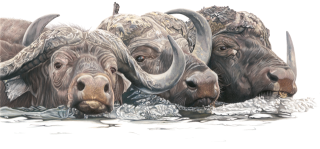 Buffalo wildlife print by Tamsin Steel Art available to buy 