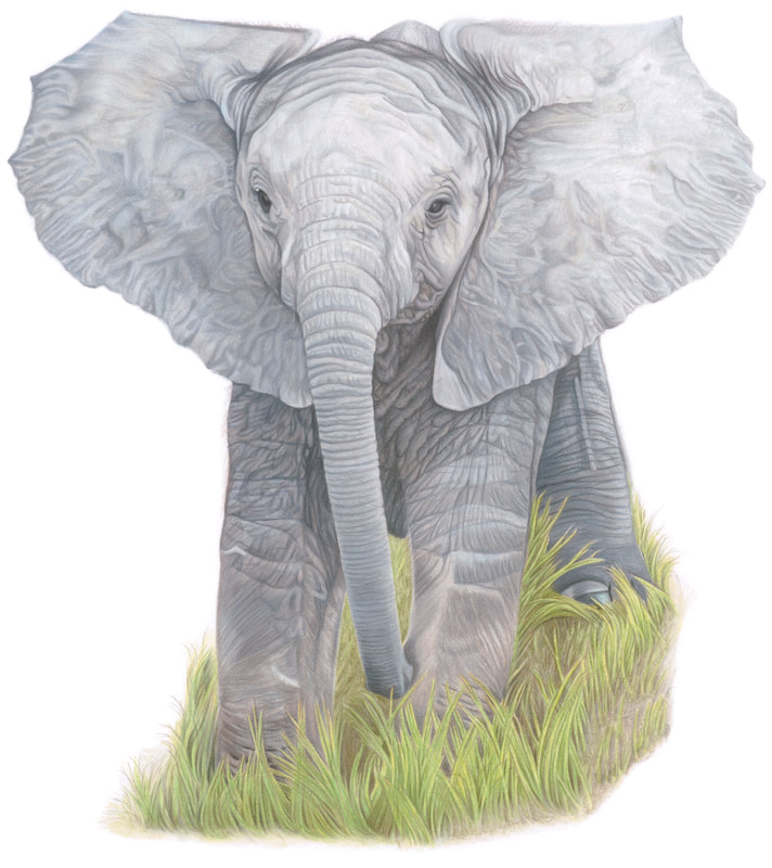 Elephant calf fine art print by Tamsin Steel Art available to buy 