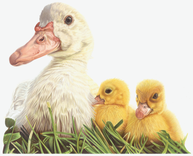 Mother duck and ducklings in the grass fine art print by Tamsiin Steel Art available to buy 