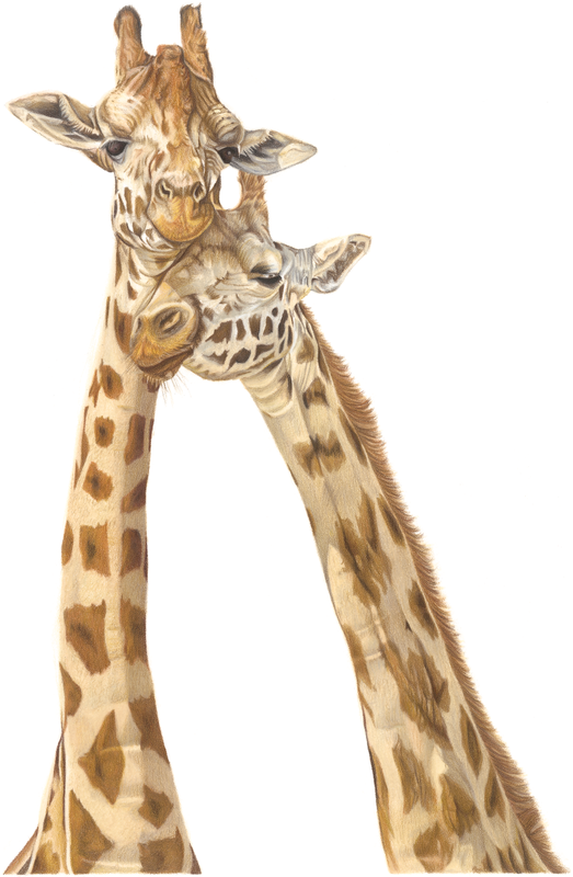 Giraffe fine art print available to buy by `Tamsin Steel Art 