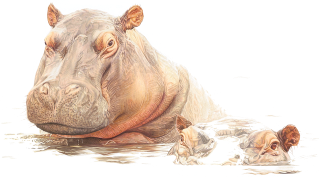 Hippo Fine Art Print by Tamsin Steel Art available to buy 